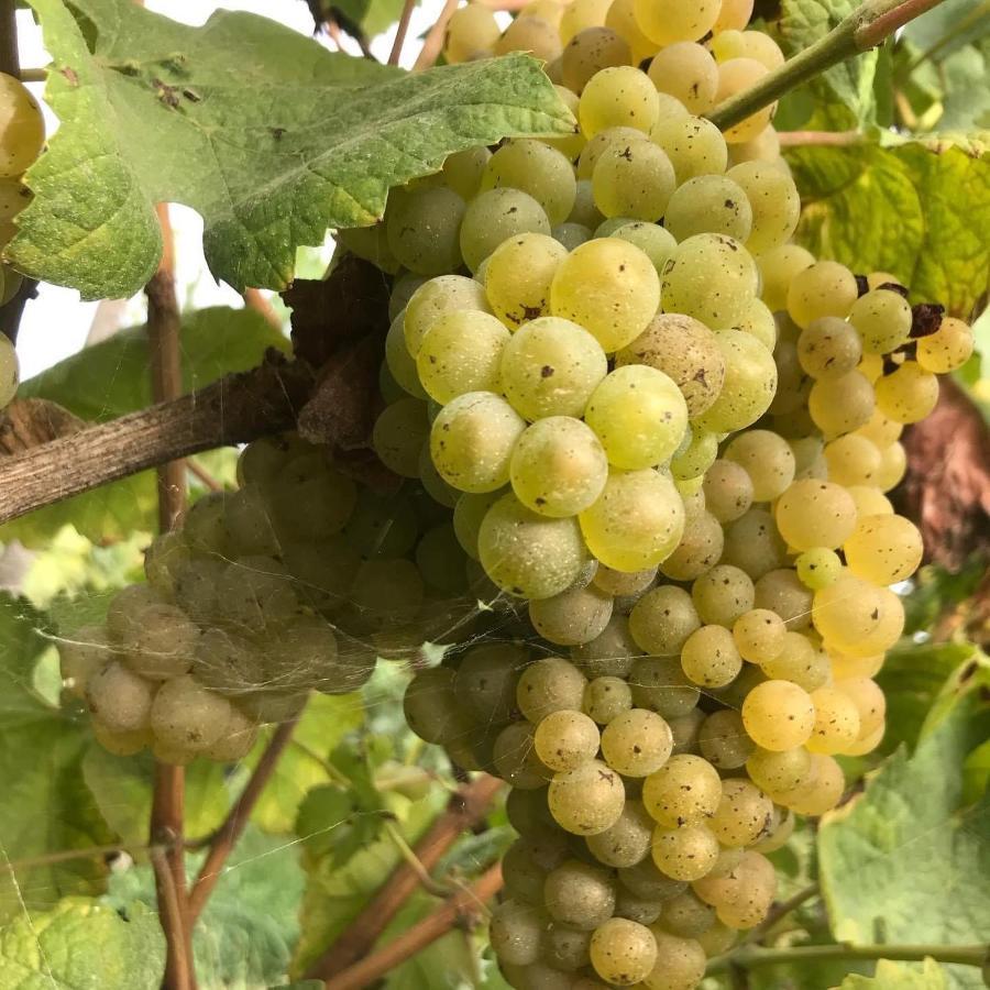 Quinta Do Pinheiro Villa Guimarães Eksteriør billede